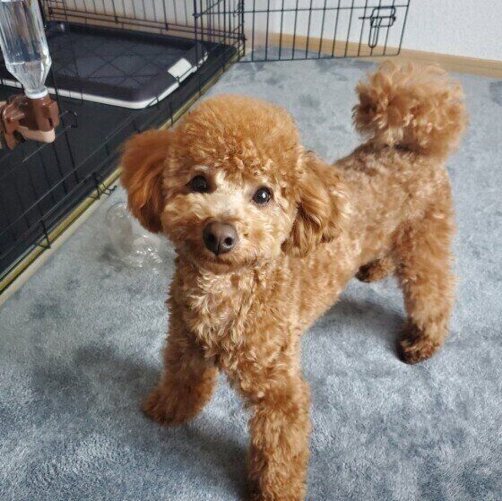 療法食が必要な犬のフード備蓄は?防災対策を考えよう いぬのきもち