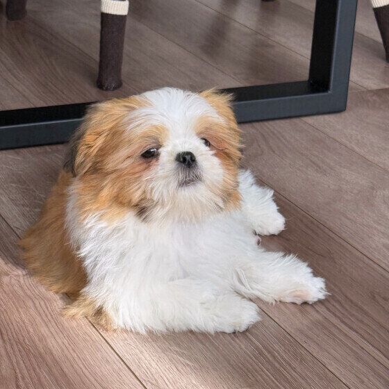 眠たそうな表情のワンちゃん