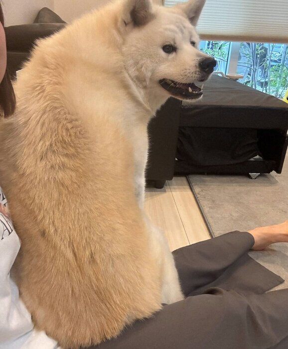飼い主さんにくっつく凛太郎くん