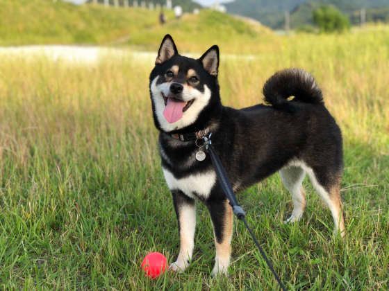 遊ぶ柴犬