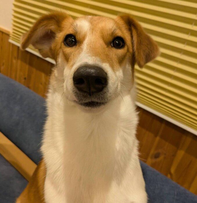 「正式に我が家の息子」になった麦太郎くん