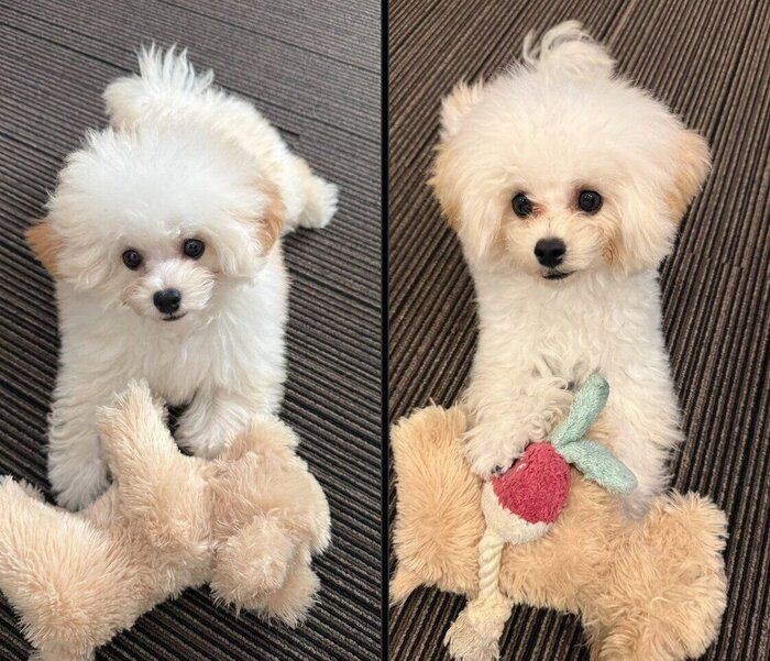 雫くんの成長ビフォーアフター写真