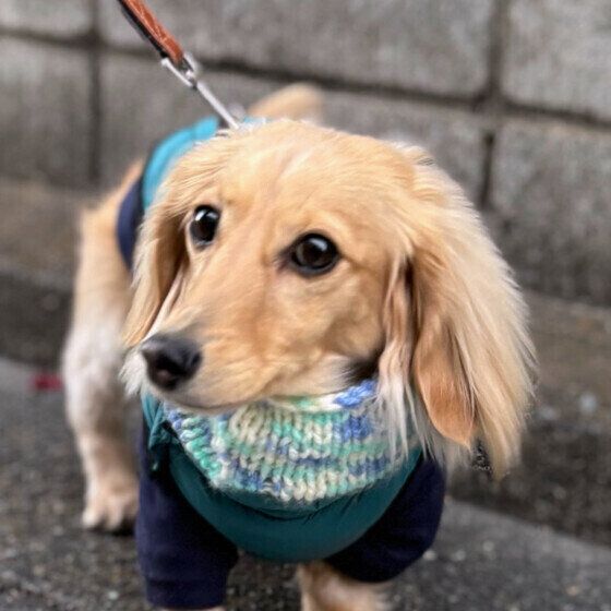 冬のお散歩中のミニチュア・ダックスフンド