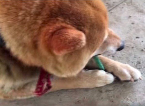 柴犬