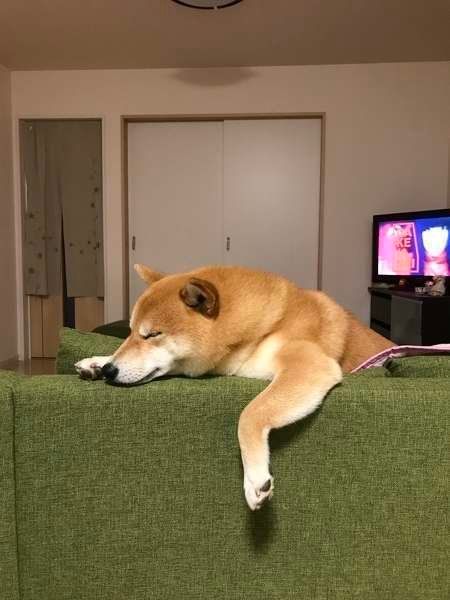 大福ちゃん
