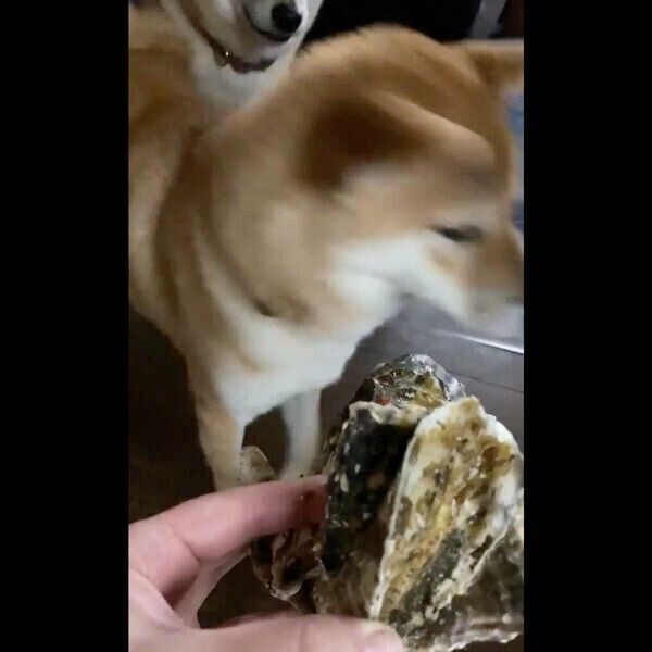 牡蠣のニオイが苦手なはなちゃん