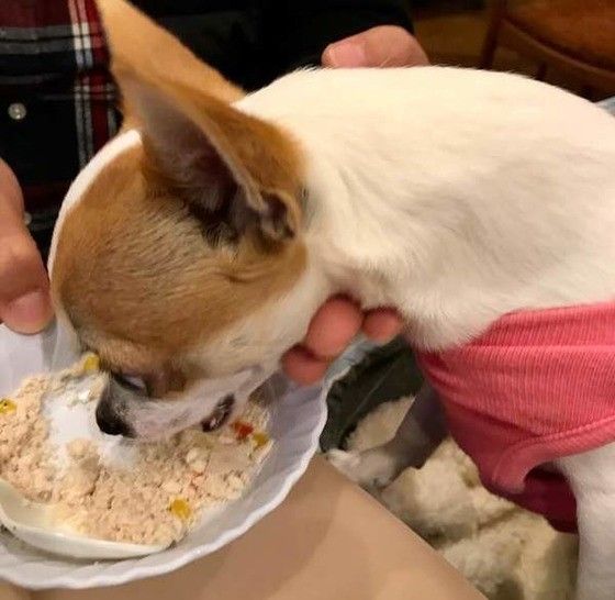ご飯を食べる犬