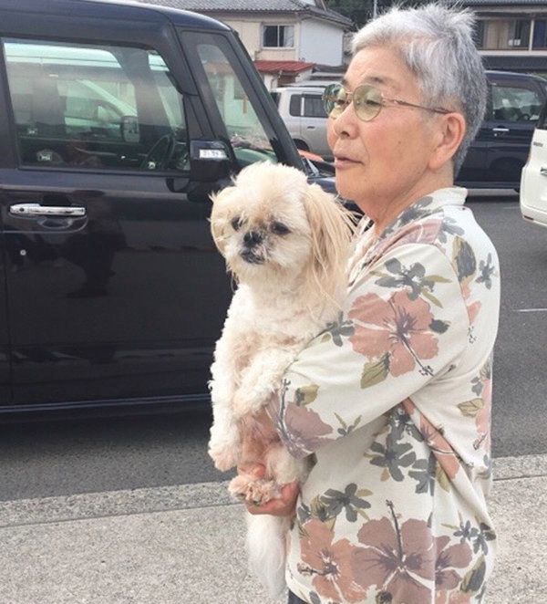 シー・ズーのぼたんちゃん