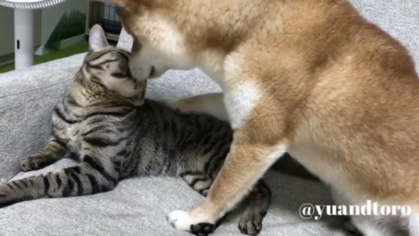 ゆうとろ
