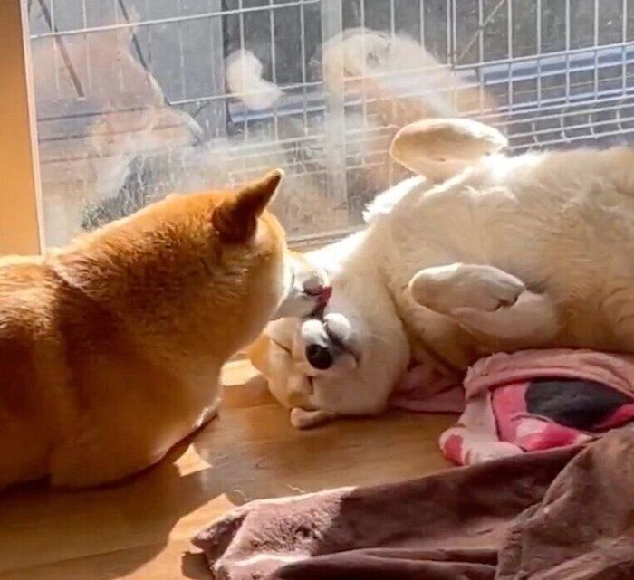 福くんの顔をなめる禄くん