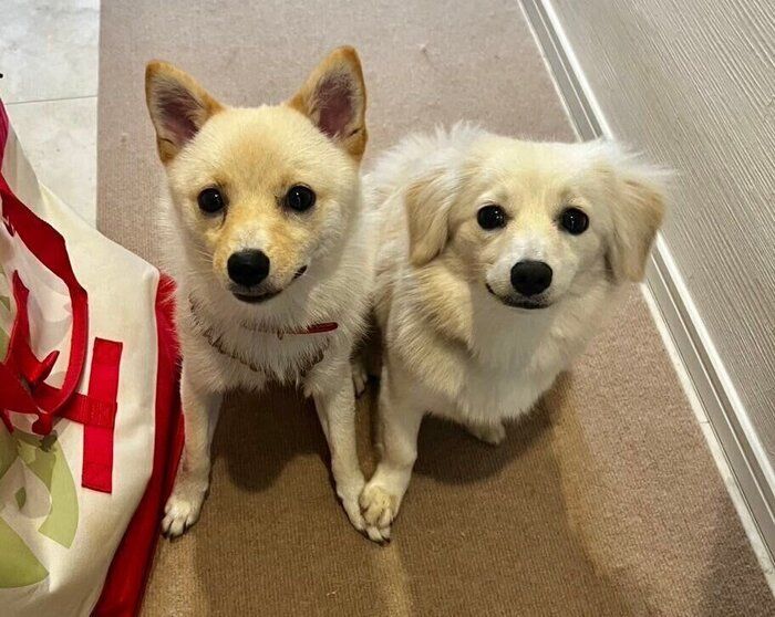 一緒に暮らす犬(写真:右)と犬(写真:左)