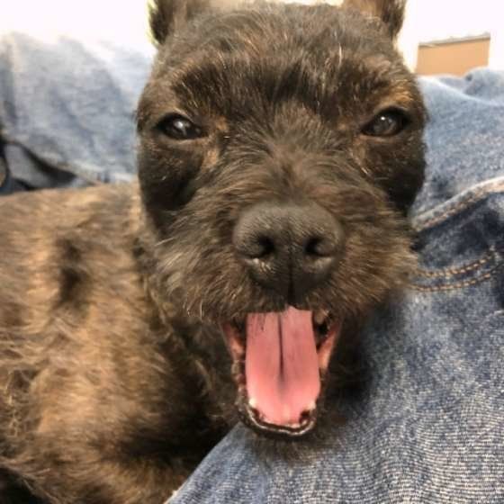 あくびをする犬