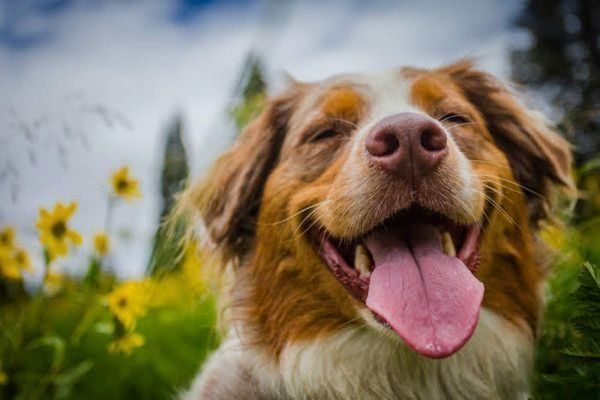 笑顔の犬