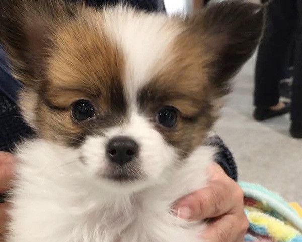 見つめる犬