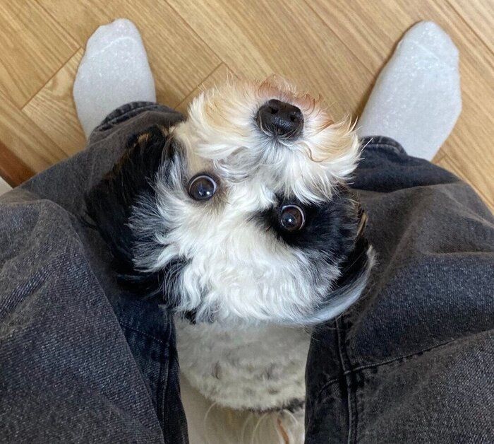 上目遣いがかわいいモノちゃん