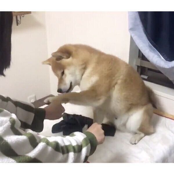 左手をタッチするこむぎくん