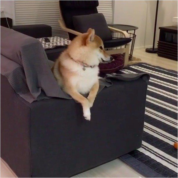 柴犬