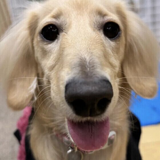 ドアップのミニチュア・ダックスフンド