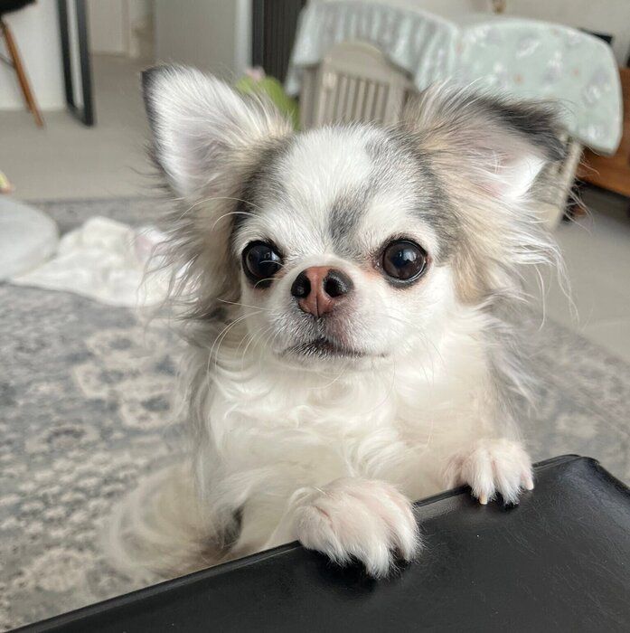 おねだりをするまめちゃん　お迎えした当時と比べるとふくよかに