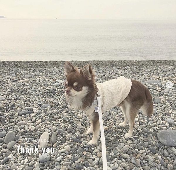 シンプルでナチュラルな犬服:キミノフク。