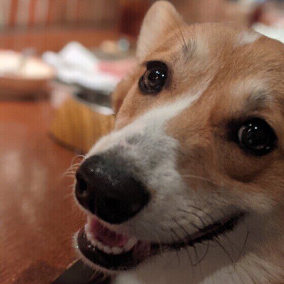 自宅で行う犬の歯石取りは危険?スケーラーで出血や骨折も! いぬのきもち