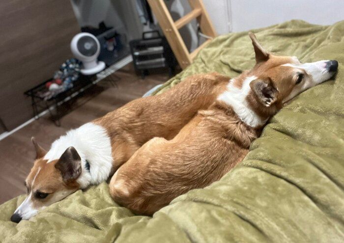 飼い主さんにくっつくノエルくん、ウィルくん