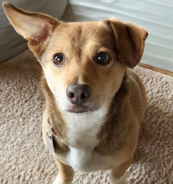 見つめる犬