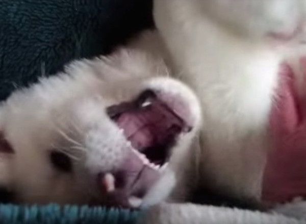 秋田犬