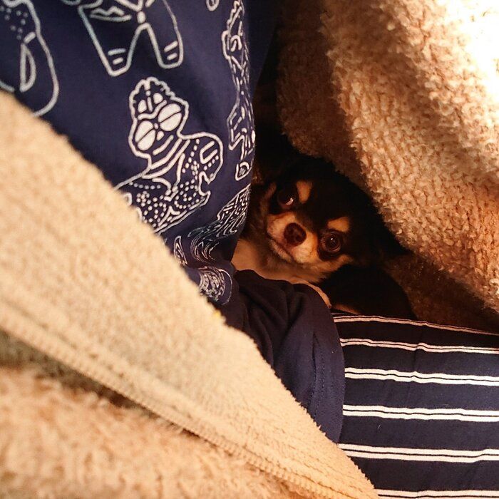 やんちゃで元気な生後3カ月のチワワ子犬→約5年後、アピール上手で人懐っこい性格に成長！飼い主さんの「最優先事項」の存在に