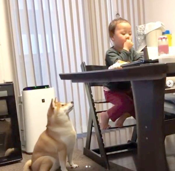 リンゴがほしい柴犬