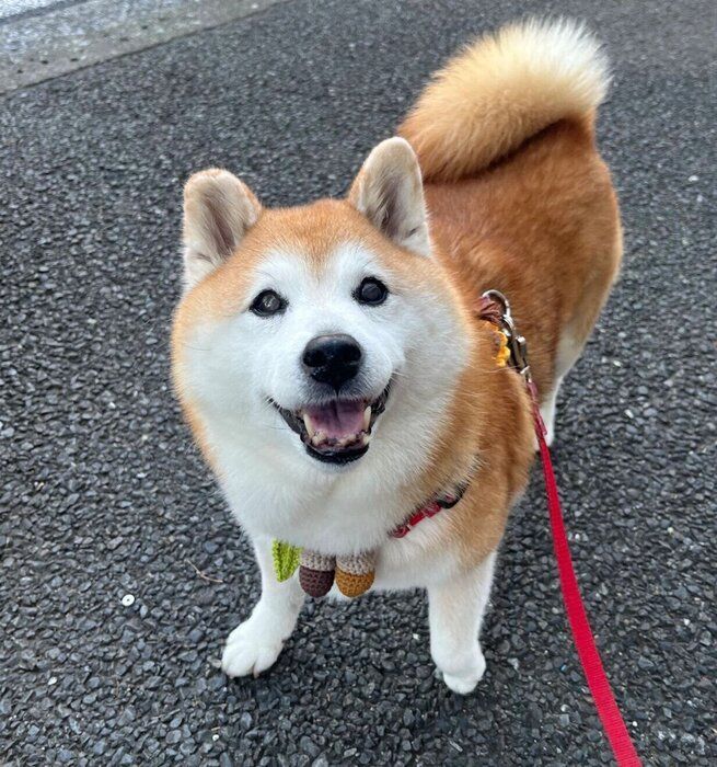 ニコニコ顔になるまるちゃん