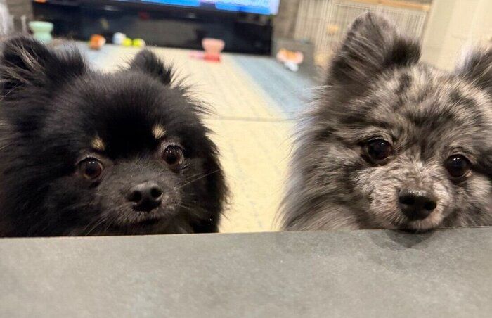 仲良く並ぶひまわりちゃん、さくらちゃん