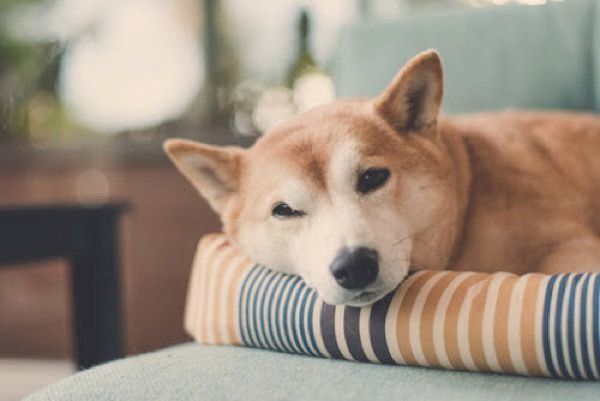 くつろぐ犬