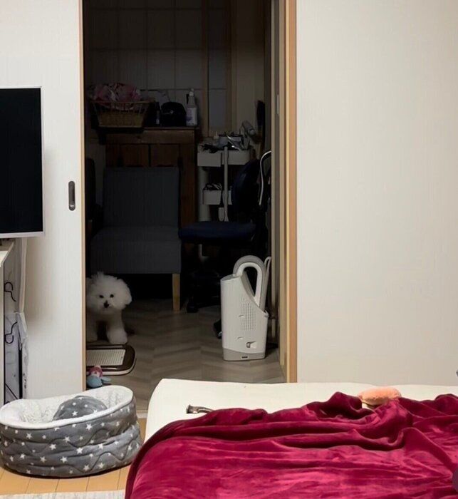 こちらを見つめるメルちゃん