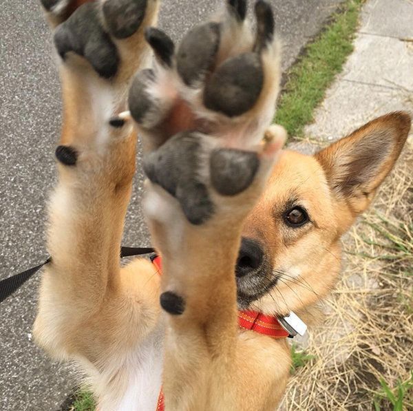 こむぎちゃん