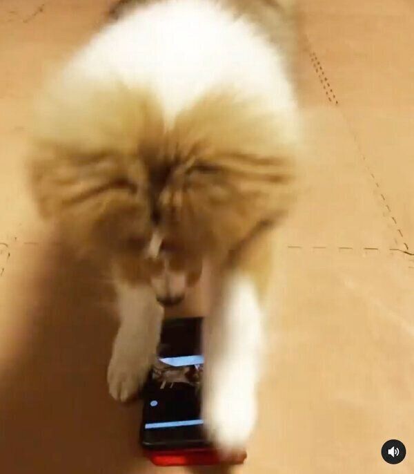 スマホをスワイプするミックくん