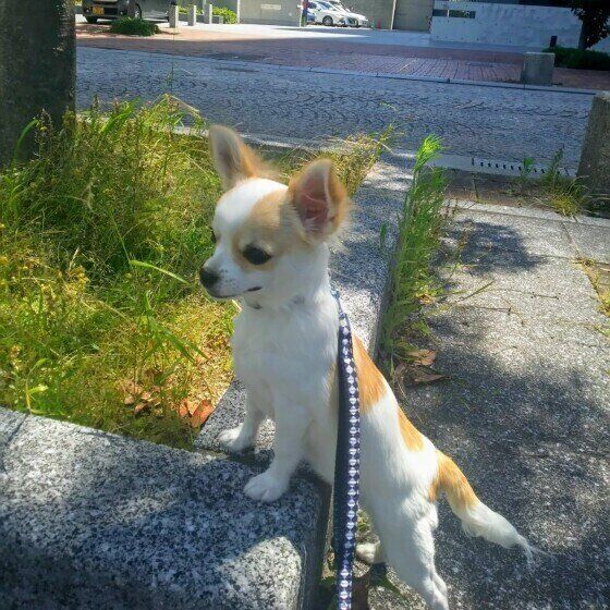 チワワ