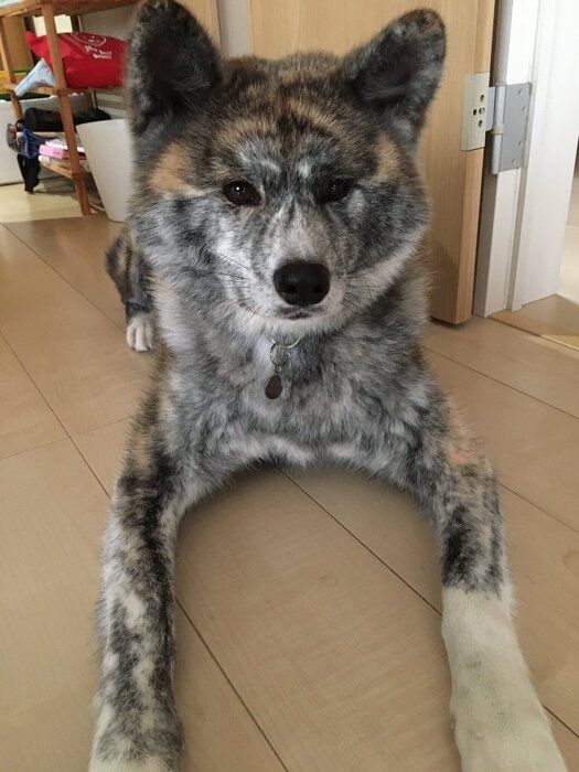 愛らしい表情で飼い主さんを見つめる愛桜ちゃん