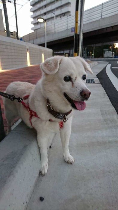 ミックス犬