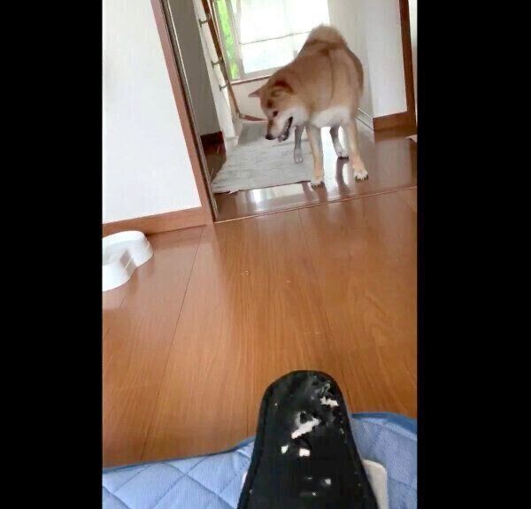 とぼける銀次くん