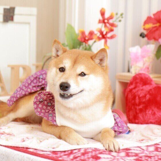 柴