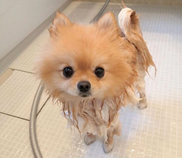 お風呂に入るぽぽちゃん