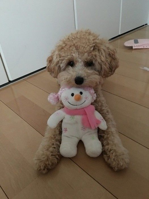 トイプー