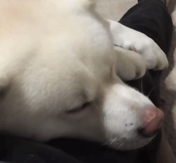 甘える秋田犬