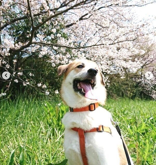 微笑むコロちゃん