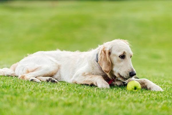 芝生で遊ぶ犬
