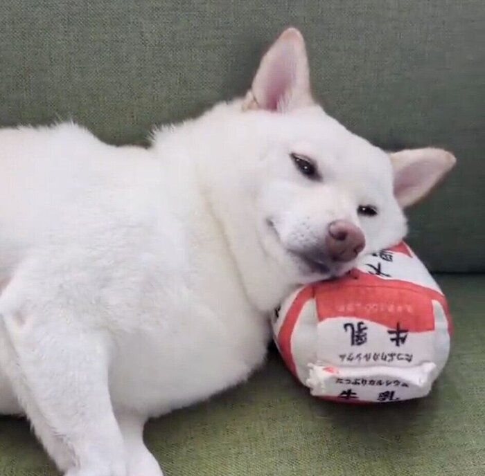 お昼寝しようとするまんまるくん