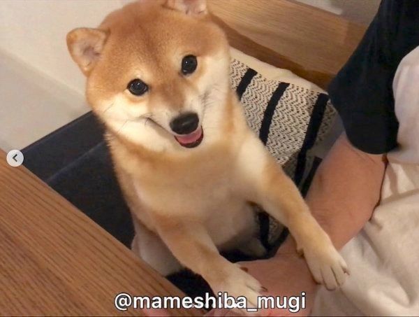 身を乗り出すMugiちゃん