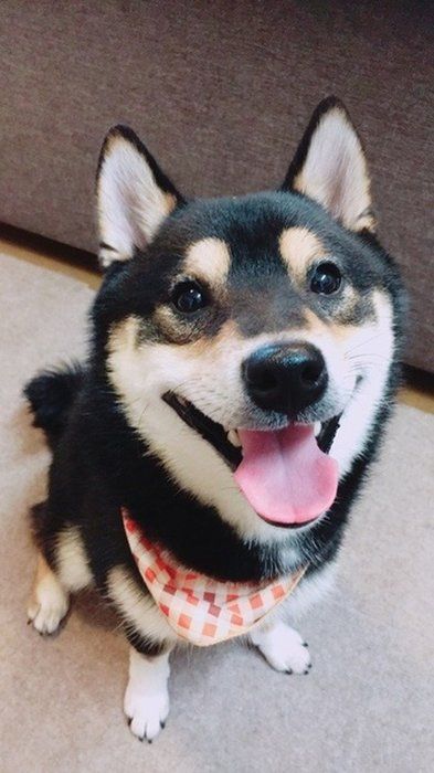チェックのスタイをつけている柴犬
