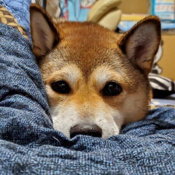 犬が「こたつ」に入るのを推奨できない理由 起こりうるトラブル事例とは?|獣医師解説|いぬのきもちWEB MAGAZINE